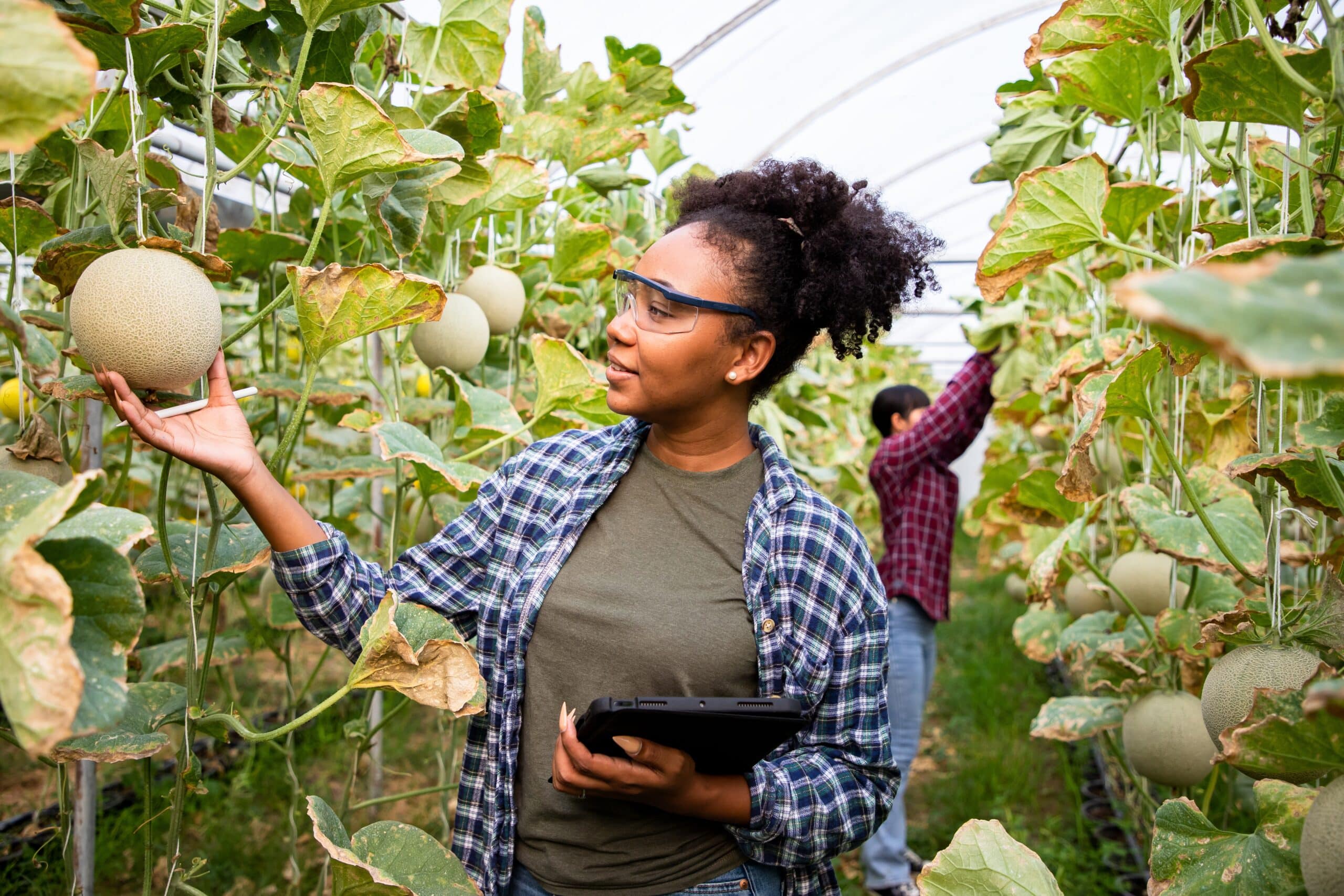 African American woman inspecting melons on farm