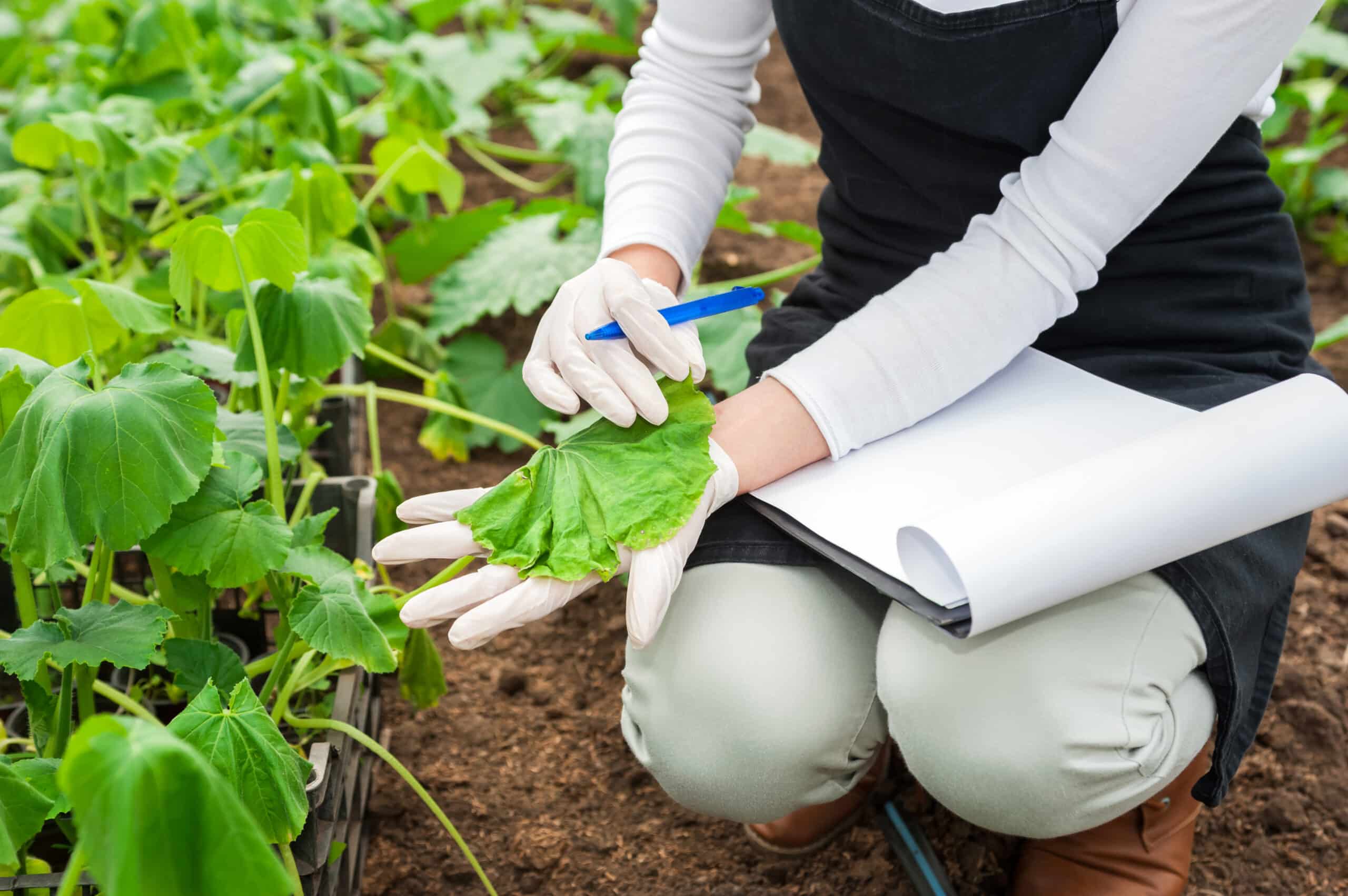 Scientist inspecting plant