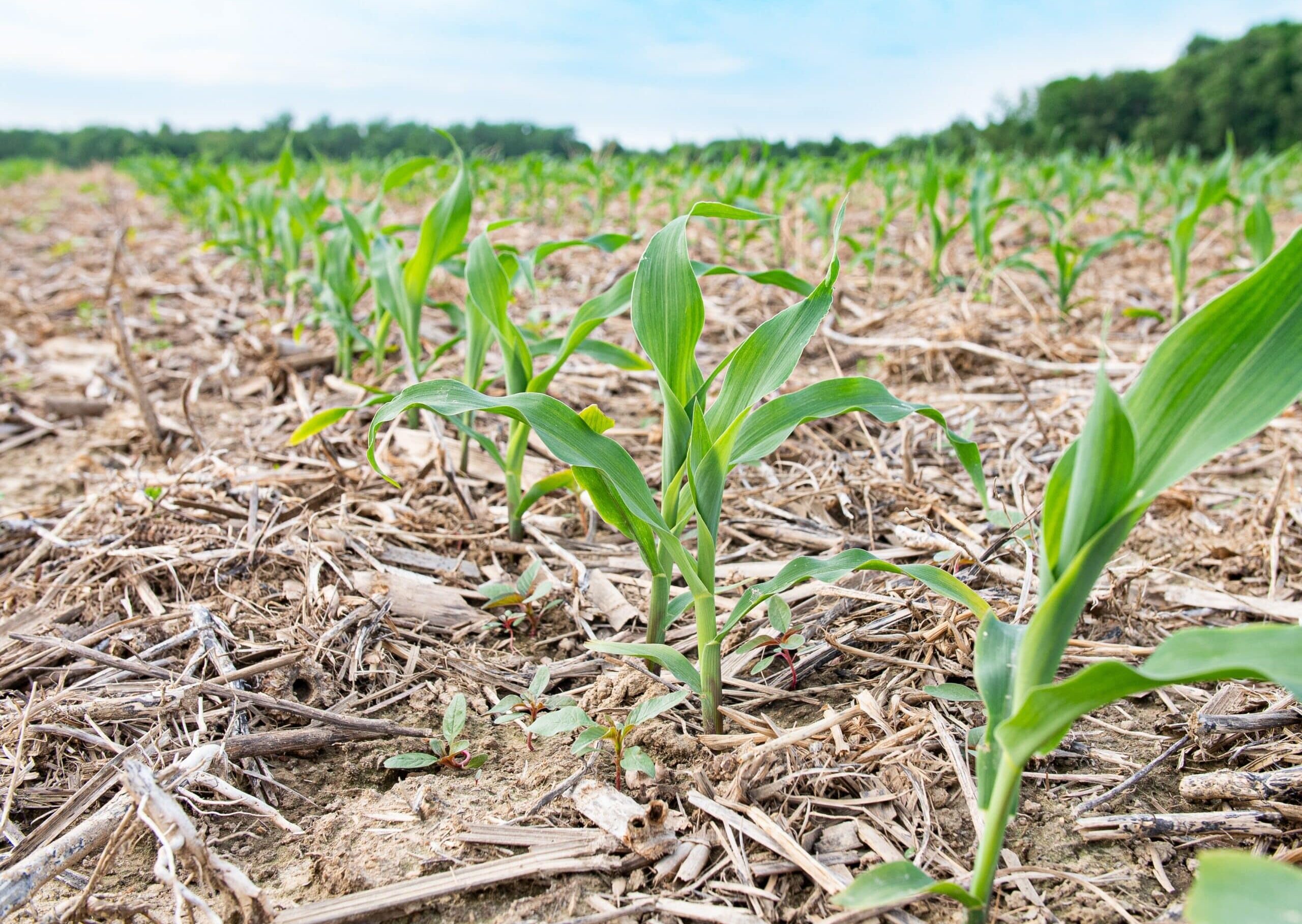 Cover crops